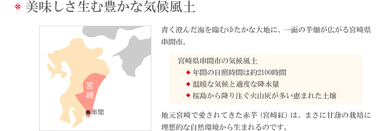 太陽と大地が育み育てた宮崎の宝石、「赤芋」。