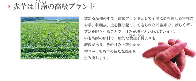 太陽と大地が育み育てた宮崎の宝石、「赤芋」。