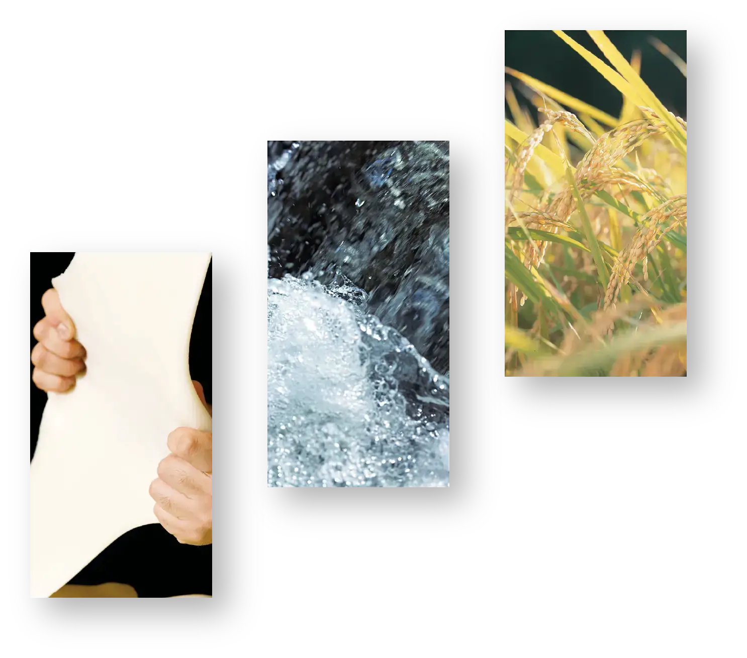 写真：もち、水、稲